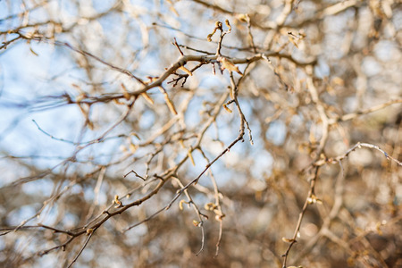 branches of a tree against blue sky close upの写真素材