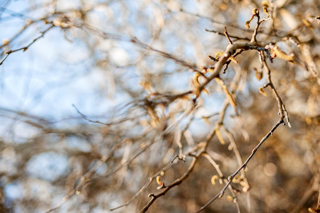branches of a tree against blue sky close upの写真素材