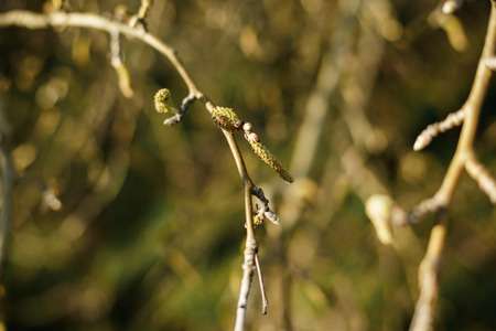 the tree branch with green leaves. Close-upの写真素材