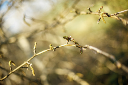 the tree branch with green leaves. Close-upの写真素材