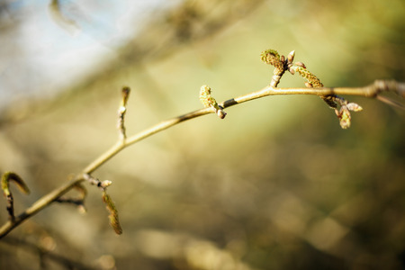 the tree branch with green leaves. Close-upの写真素材