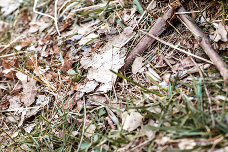 the tree branch with green leaves. Close-upの写真素材