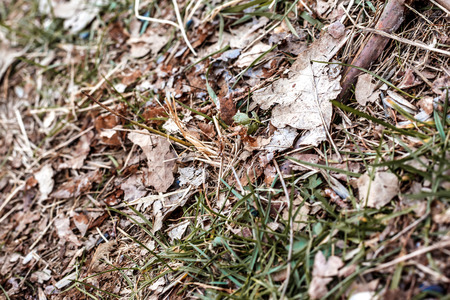 the tree branch with green leaves. Close-upの写真素材