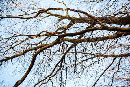 branches of a tree against blue sky close upの写真素材