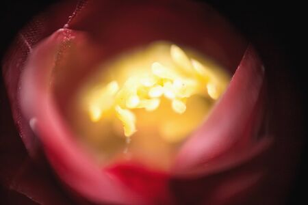 the Beautiful flowers Macro Shotの写真素材