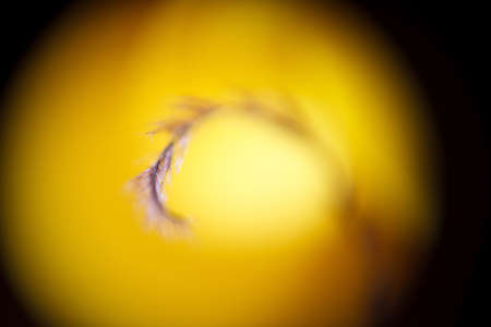 the Beautiful flowers Macro Shotの写真素材