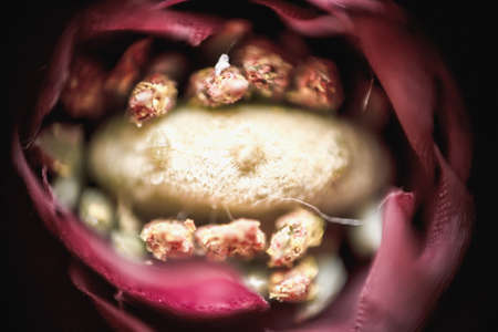 the Beautiful flowers Macro Shotの写真素材