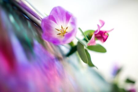 Blur flower on blur background for use as backgroundの写真素材