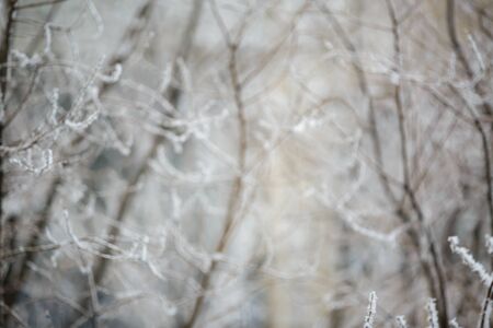Christmas background, trees in frost. blurred