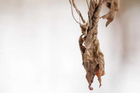 dried leaves.  flowers in winter.の写真素材