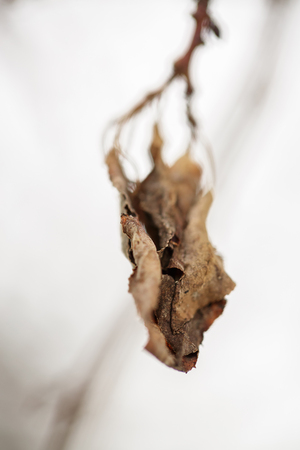 dried leaves.  flowers in winter.の写真素材