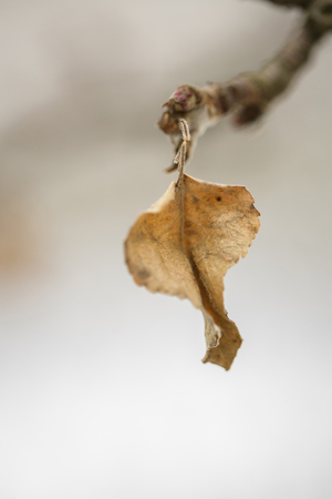 dried leaves.  flowers in winter.の写真素材