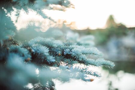 Green fir branch on blurry bokeh backgroundの写真素材