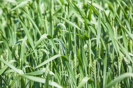 Green wheat field on sunny summer dayの写真素材