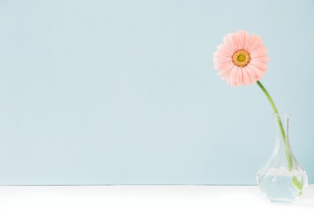 pink flowers in vase on table on blue background. space for textの写真素材