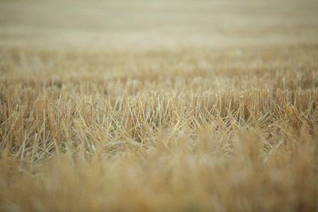 stubble field after harvest.