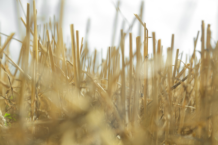 stubble field after harvest.の写真素材