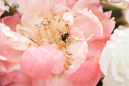 A honeybee extracts honey from a beautiful peony flowerの写真素材