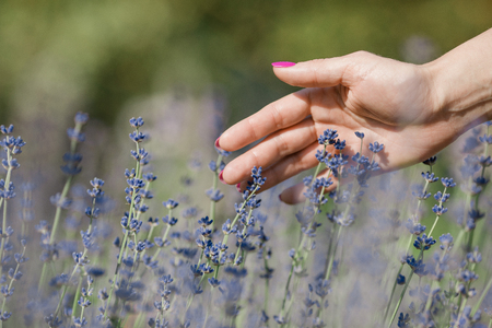 Female hand touching lavender flowersの写真素材