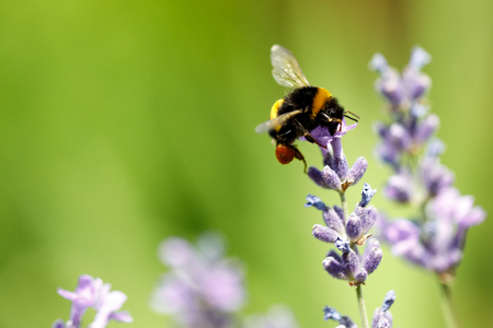 honey bee sitting on flowerの写真素材