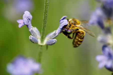 honey bee sitting on flower