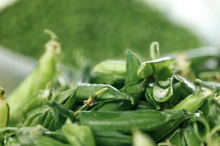 peeled green peas.の写真素材