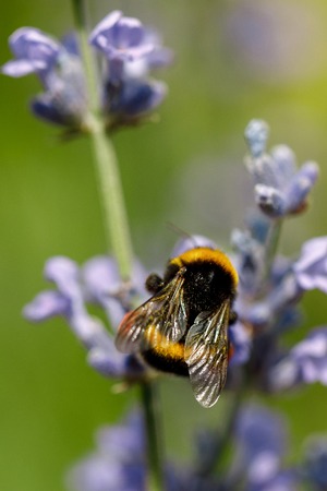 honey bee sitting on flower