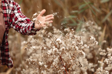 male hand holds fluffy seeds in fall dayの写真素材