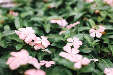 leafs with pink flowers. Beautiful nature backgroundの写真素材