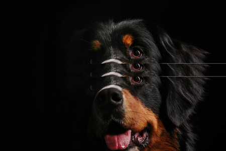 Bernese Mountain Dog against the black backgroundの写真素材