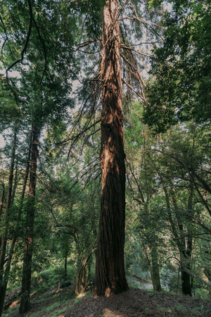 trunk of a large old tree in the forestの写真素材