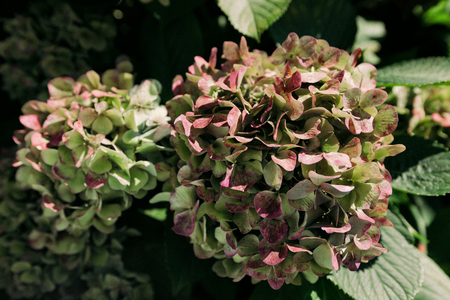 big branches of hydrangea in the garden in summerの写真素材