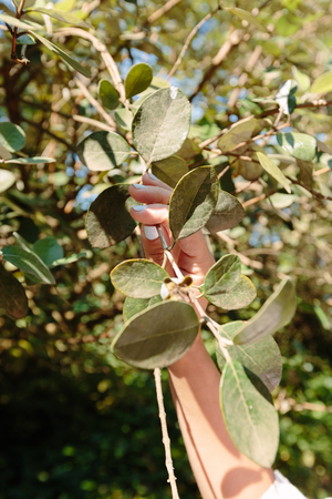 female hand holding olive branch on a sunny day