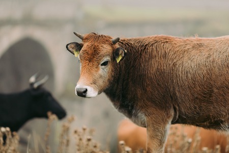 Cows in the mountains of the Caucasus on a misty dayの写真素材