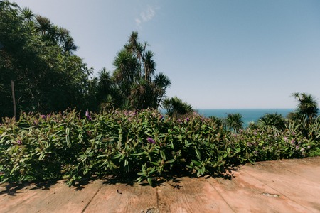 botanical garden Batumi, Georgia in sunny summer day