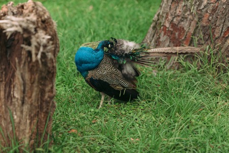 beautiful blue peacock on green grass walking in the park