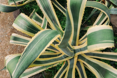 big agave in the botanical garden of Batumi, Georgiaの写真素材