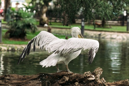 Portrait of beautiful white pelican in the park in Batumiの写真素材