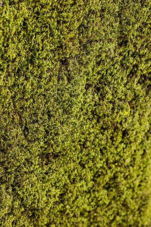 Moss texture. the Moss background. close upの写真素材