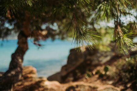 pine tree, beautiful beach and blue sea background . Summer vacation and travel . Copy space.の写真素材