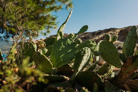 cacti and tropical beach and sea background . Summer vacation and travel . Copy space.