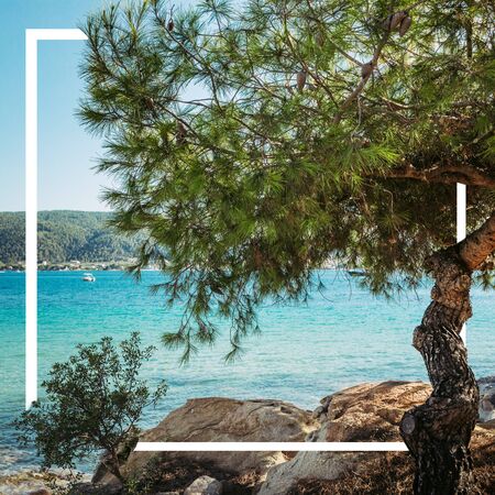 pine tree, beautiful beach and blue sea background with frame design for creative advertising....