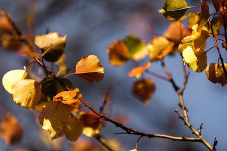 autumn leaves background. tree branch with autumn leavesの写真素材
