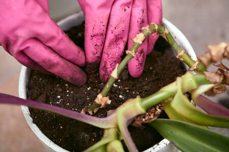 Gardeners hand in pink gloves planting flowers in pot, close-up. woman taking care of home plants. Home gardeningの写真素材