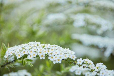 Amazing nature view of blooming white flower in garden. flower branches at sunny summer or spring...