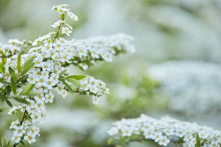 Amazing nature view of blooming white flower in garden. flower branches at sunny summer or spring day. copy spaceの写真素材