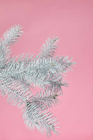 white fir branch isolated on pink background, Christmas fir.