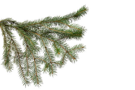 green fir branch isolated on white background, Christmas fir.
