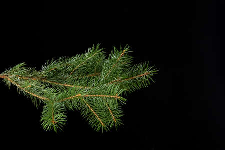 green fir branch isolated on black background, Christmas fir.