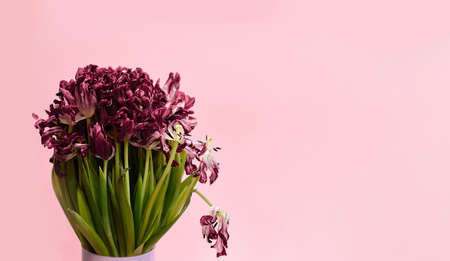 bouquet of dying tulips on pink backgroundの写真素材